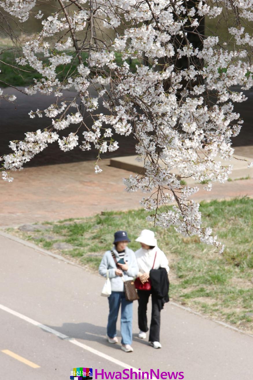 3_안양시 충훈벚꽃길에 벚꽃이 만개했다. 시민들이 산책길을 거닐며 벚꽃을 즐기고 있다(촬영일 24.4.4.) (6).jpg